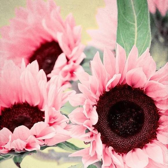 Meet your Posher, Jj - Picture 1 of 1